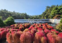 추석연휴! 바다향기수목원에서 준비한 체험과 가을꽃의 향연