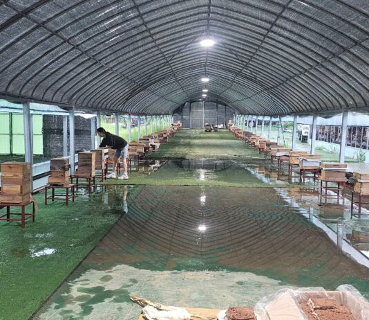 경기도, ‘26년 한봉(토종벌) 꿀 브랜드 생산·유통기반 지원’ 본격 추진