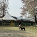 경기도, “맹견 키우려면 올해 말까지 꼭 허가 받으세요”