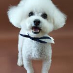 ‘반려마루 화성’에서 3,333번째 입양가족 탄생