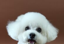 ‘반려마루 화성’에서 3,333번째 입양가족 탄생