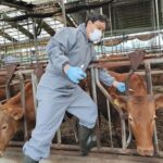 경기도, 9월 소·염소 47만 마리 구제역백신 일제 예방접종